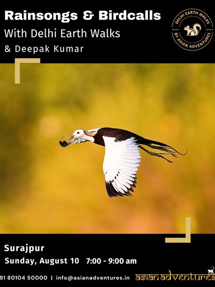 Urban Bird Watching photo 20