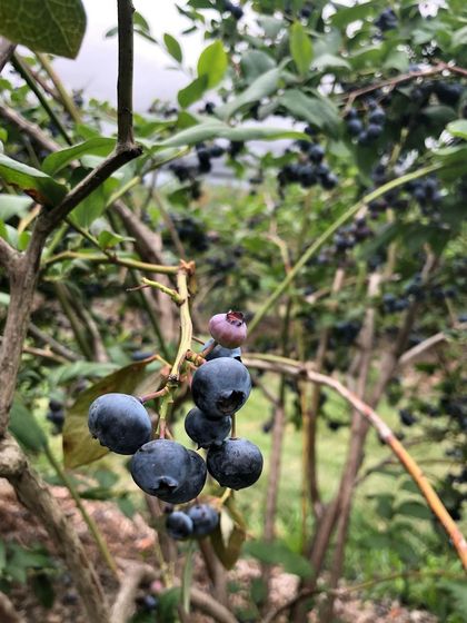 Gauravi Vinay - Personalized Clinical Nutrition Coaching My Food Philosophy: Ditching Dogma photo 17