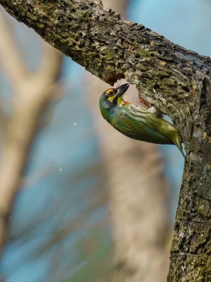 A Coppersmith Barbet peeks out from its nest hole, sending a small piece of wood flying.