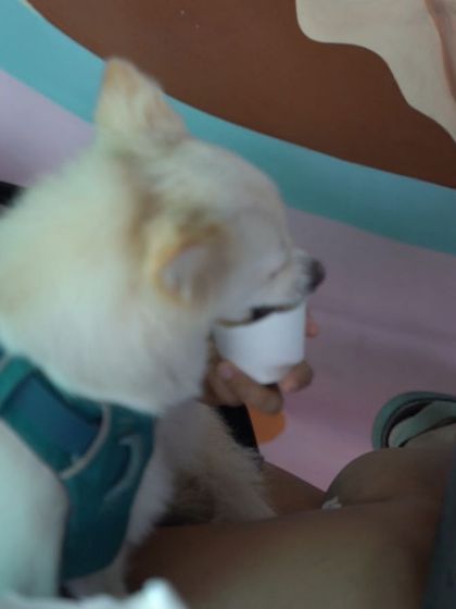 Charlie's Animal Rescue Centre - Community Outreach & Education Community Fundraising Events photo 48