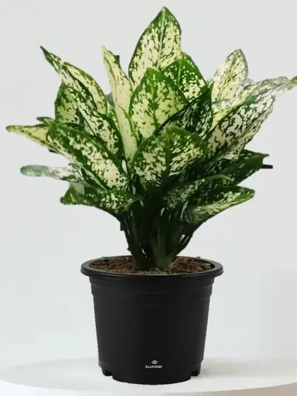 This is an Aglaonema, or Chinese Evergreen, known for its stunning white and green foliage. It's a durable plant that adapts well to lower light conditions, making it ideal for beginners.