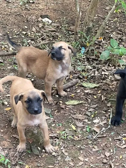 Three of the Indie puppies outdoors. Two are tan with black muzzles, and one is black. They are curious and alert.