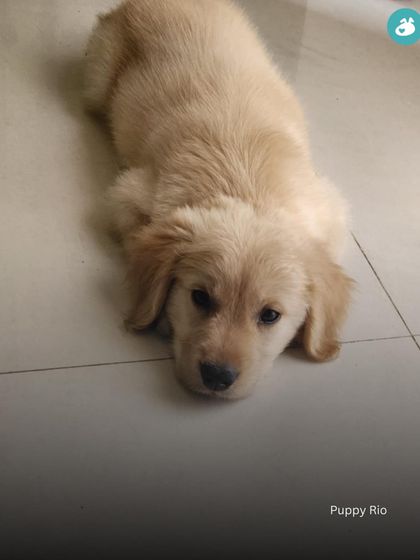 The Pack - Online Pet Parent Community The Fun Side of Pet Parenting photo 20