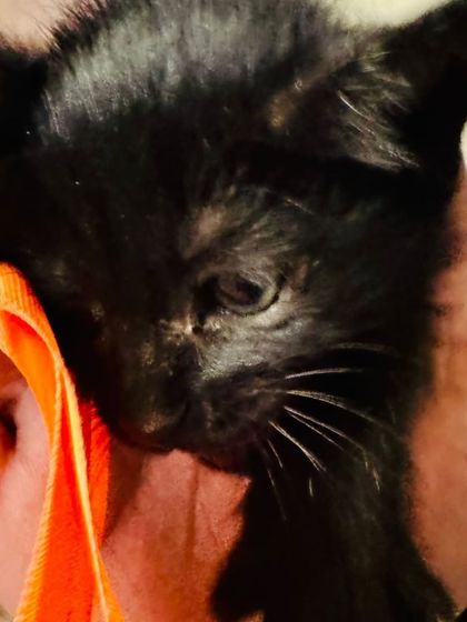 A close-up of this sweet black kitten's face. She has the most expressive eyes and loves to be cuddled. She is part of our kitten adoption program in Delhi.