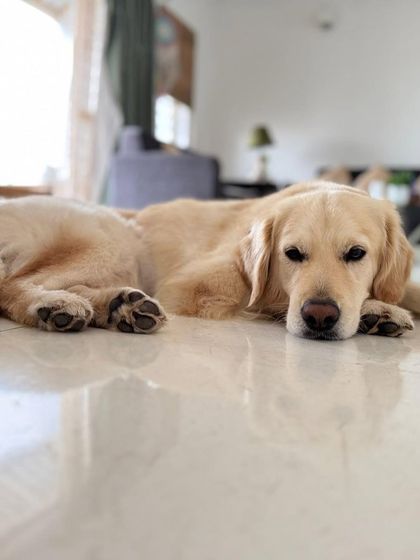 PL Paws - Animal Rescue & Rehabilitation Ready for a Home: Meet Our Adoptable Dogs photo 5