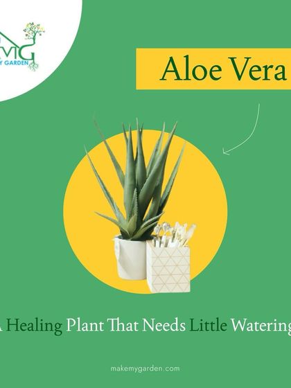 Make My Garden - Nursery & Gardening Store (Retail) Indoor & Air Purifying Plants photo 5