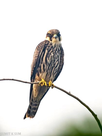 A Eurasian Hobby perched on a thin branch against a stark white sky. These falcons are incredibly swift aerial hunters, and getting a still portrait like this is a matter of luck and patience.