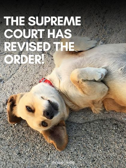 Cupa - Animal Cruelty Legal Aid & Advocacy Our Legal Fight for Animals photo 20