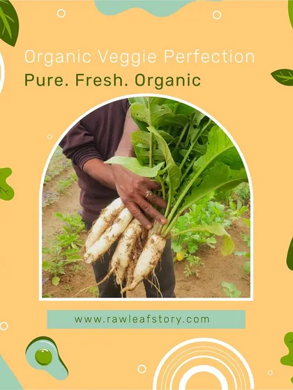 Here is a look at our freshly harvested organic radishes, pulled directly from the soil at our Sohna farm. This is the level of freshness we guarantee, ensuring that the produce you receive is vibrant, crisp, and full of natural flavor.