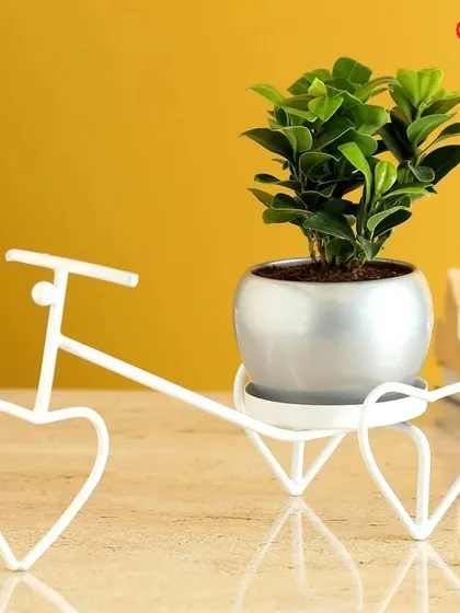 Deliver your love with this whimsical bicycle planter stand. The white, heart-wheeled frame holds a sleek silver pot, creating a romantic and stylish display for a small ficus or other indoor plant.