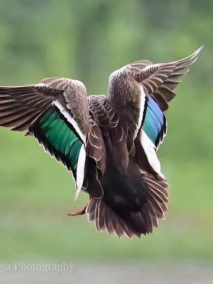 The speculum, a brightly colored patch on the secondary flight feathers, is a marvel of evolution. Here, a Spot-billed Duck reveals its iridescent green and blue speculum as it comes in for a landing. Capturing this flash of color is a study in the physics and artistry of bird flight.