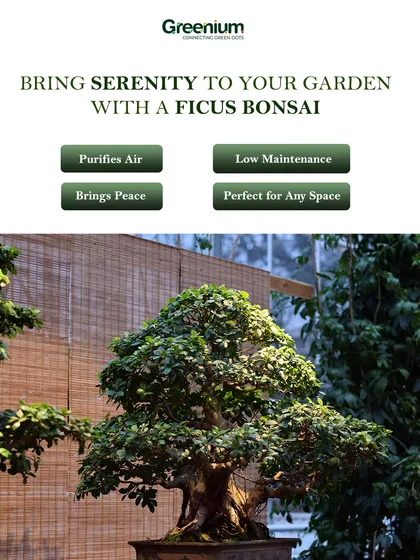 A Ficus Bonsai is a symbol of peace and harmony. It's a wonderful addition to any garden or indoor space, purifying the air and bringing a sense of calm.