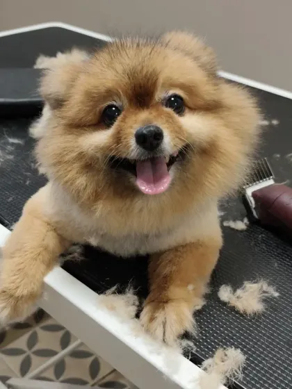 This joyful Pomeranian is surrounded by the fur it has shed, feeling much lighter and cooler after its grooming session.