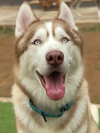 Just look at those eyes. This is a happy, healthy, and well-socialized Husky. We welcome all breeds, from the tiny chotus to the huge floofs like this one.