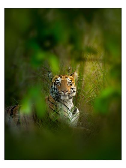 The beautiful tigress Beera of Tadoba, framed perfectly by green leaves. This kind of natural framing helps to draw the viewer's eye directly to the subject, creating a sense of depth and focus.