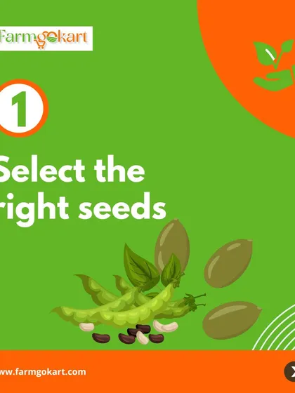 The very first step to a successful garden is selecting the right seeds. I've curated my seeds to be suitable for our local climate and easy for beginners.