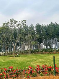 Landscape Design & Installation