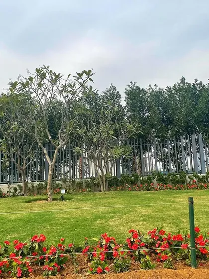 A wide shot of a newly landscaped area in Faridabad. The design features a large green lawn, a border of red flowers, and a mix of plumeria and palm trees against a fence line.