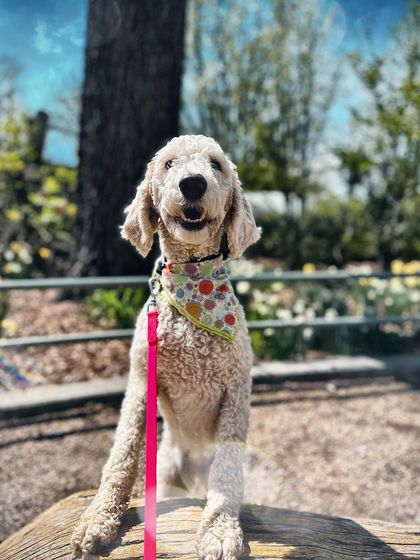 Tulsa Dog Trainer - Immersive Board & Train Programs Board & Train Graduates photo 47