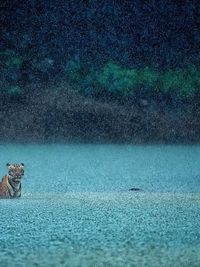 Wildlife Photography Tours & Safaris