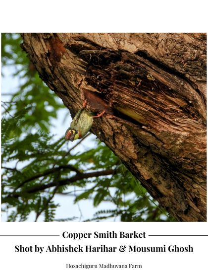 A Coppersmith Barbet peeking out of its nest in a tree trunk. Creating and preserving habitats for such birds is a priority in our land management approach.