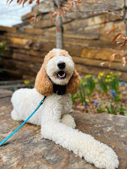 Tulsa Dog Trainer - Immersive Board & Train Programs Board & Train Graduates photo 116