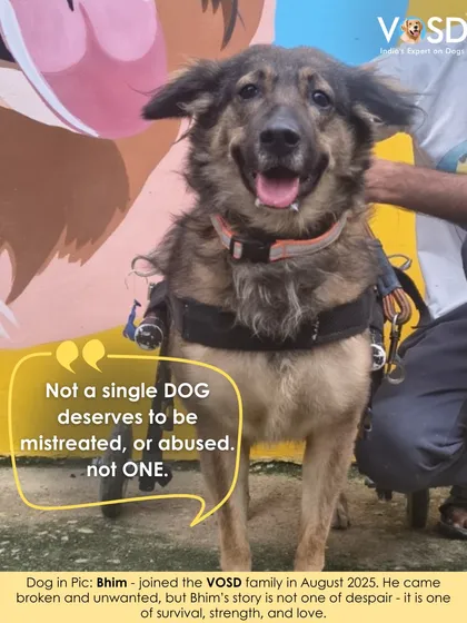 Bhim arrived broken and unwanted, but his story is one of survival, not despair. Now fitted with a wheelchair, he is a happy, mobile member of our family. We ensure every dog, no matter their disability, lives a life of dignity and love.