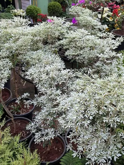 This is the Euphorbia leucocephala, also known as the Little Christmas Flower or Snowflake Poinsettia. Its delicate white foliage looks like a dusting of snow and pairs beautifully with red Poinsettias.