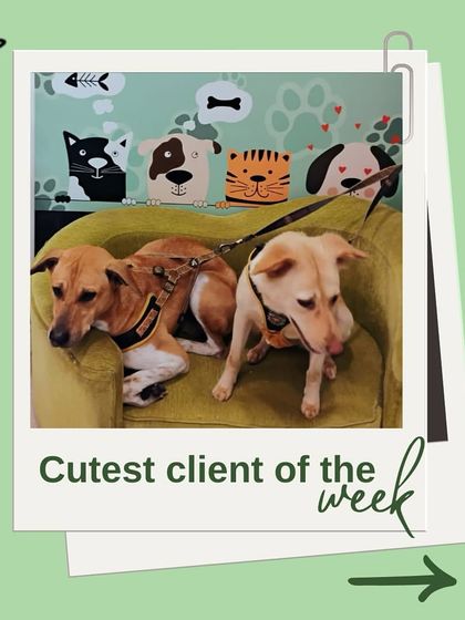 Tails of the City - Pet Grooming Our Happy Doggos photo 13