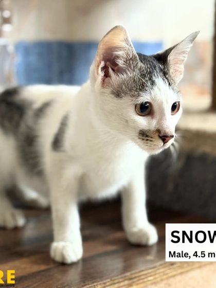 Charlie's Animal Rescue Centre - Animal Rescue & Adoption Ready for a Home: Adopt a Cat photo 5