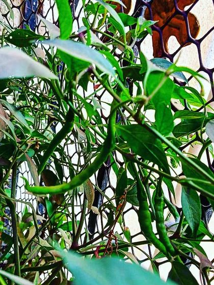 Fruiting Vegetables photo 28