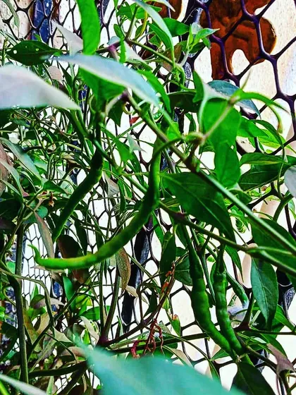 Even with limited space, we make 'ghar mein kheti' (farming at home) a reality, as seen with this thriving chilli plant.