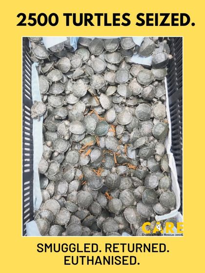 Charlie's Animal Rescue Centre - Animal Welfare Advocacy Beyond the City: Wildlife & Farm Animal Protection photo 4