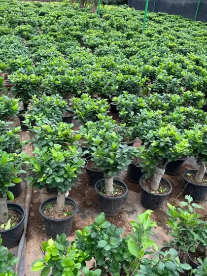 A vast section of my nursery dedicated to Ficus bonsai and topiaries of all sizes, ready for selection.