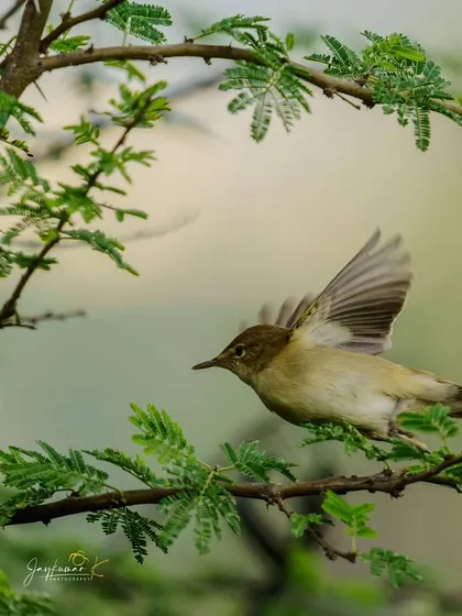 The warbler takes flight from the branch, its wings spread in a graceful arc.