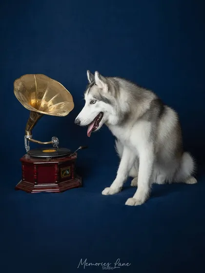 This shot captures a moment of curious wonder. This beautiful Siberian Husky seems captivated by the sounds from a vintage gramophone, set against a rich blue backdrop to make his coat and expression stand out.