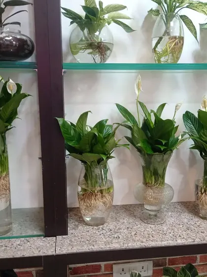 A shelf displaying our hydroponic Peace Lily plants. They are one of the most popular choices for indoor, low-light conditions.