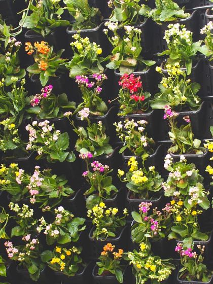 Living Walls for Your Home photo 13