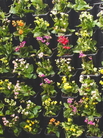 A close-up of the beautiful, multi-colored Kalanchoe flowers used in a driveway vertical garden. I love using seasonal flowers to add pops of color and personality to my living wall designs.