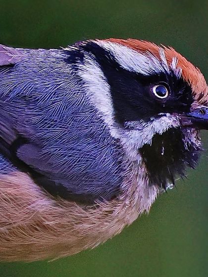 A close-up of a Black-throated Tit, its feathers slightly damp. The shot highlights the bold black and white pattern on its face and its fiery rufous cap.