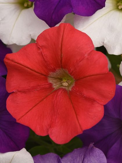 A cheerful red petunia surrounded by white and purple blooms, demonstrating how beautifully different varieties can be mixed for a vibrant display.