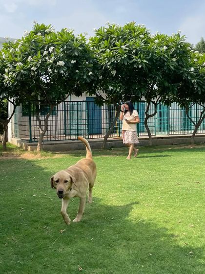 A view of our open lawns, where dogs have the freedom to roam and play. In the background, you can see our clean and comfortable kennel area, ready for when it's time to rest.