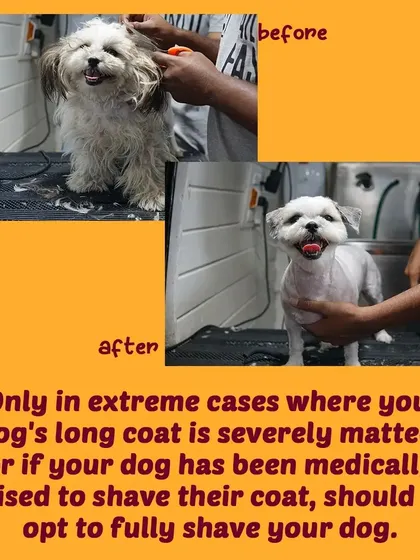 A picture is worth a thousand words. Here's a before and after of a Shih Tzu with a severely matted coat. We only perform a full shave in extreme cases like this or when medically advised, ensuring your dog's health and comfort come first.