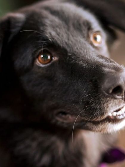 WoofWoof Stories - Pet & Family Photography Studio Paw-traits photo 32