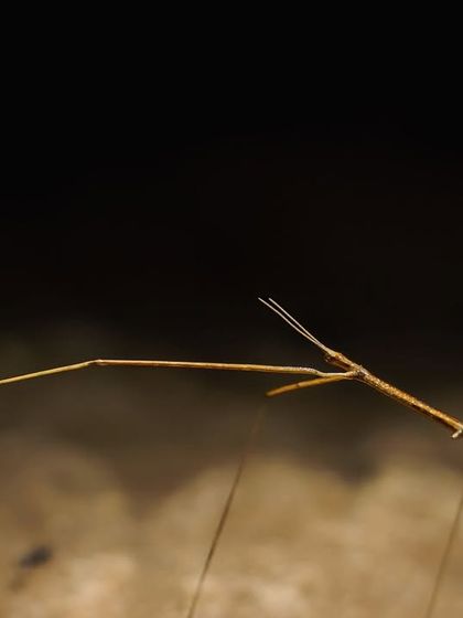 A close-up of the stick insect we documented, showing its incredible camouflage that makes it look exactly like a twig.