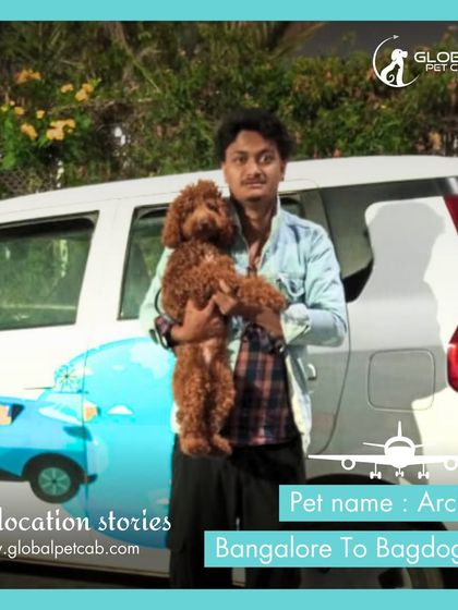 Global Pet Cab - Domestic Pet Relocation Air Travel: Flying Your Pet Safely photo 13