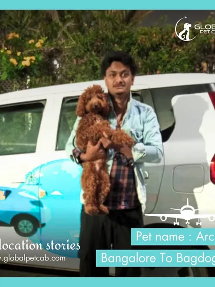 Archie, a lovely poodle, is held by our handler before his trip from Bangalore to Bagdogra. We are experienced in handling different breeds, each with their own unique needs, ensuring personalized care.