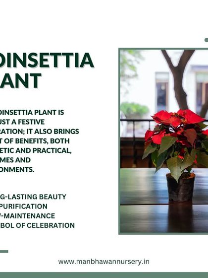 The Poinsettia plant is more than just a festive decoration. With its long-lasting beauty and air-purifying qualities, this low-maintenance plant is a symbol of celebration that brightens any home.