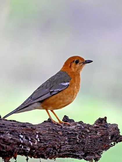 The elusive Orange-headed Thrush on a clean perch. These shy birds are often caged for their beauty and song, but seeing one free in the wild is the real treasure.