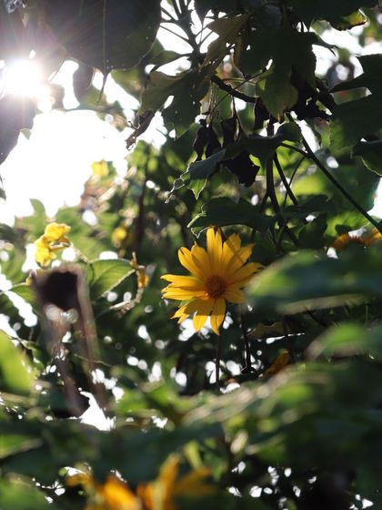 Sunlight filtering through the leaves of a flower, reminding us of the light within. We often pause to appreciate these small, beautiful moments that nature offers us every day.